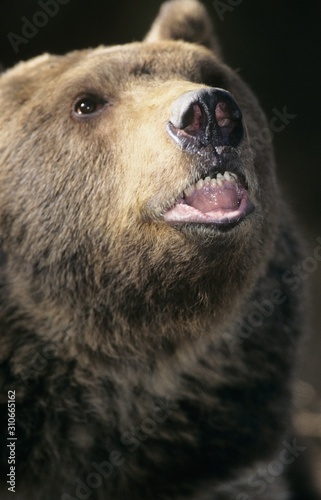 Grizzly bear roaring close-up