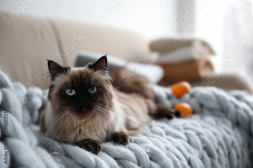 Schilderij op canvas Cute Balinese cat on sofa at home. Fluffy pet