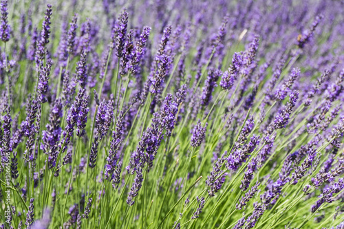 Infinite lavender fields  with purple and violet flowers. Closeup