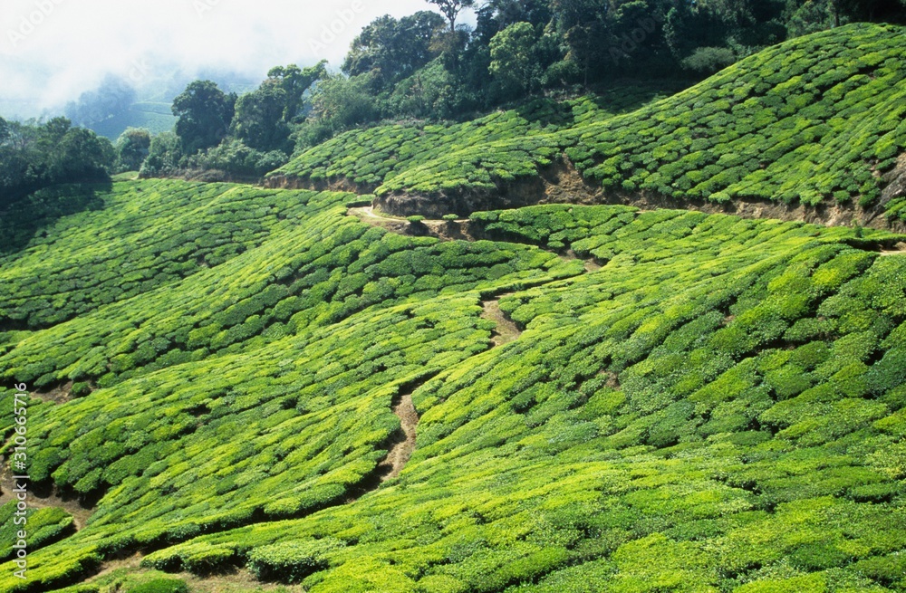 Tea plantation