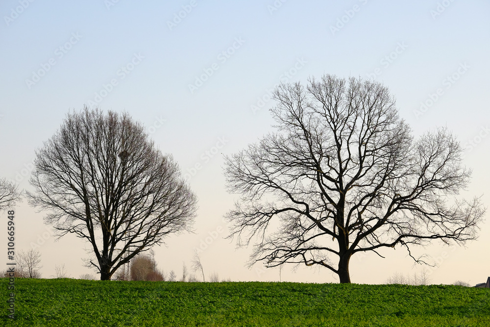 Obraz premium Zwei laubfreie Bäume auf einem Feld im Gegenlicht