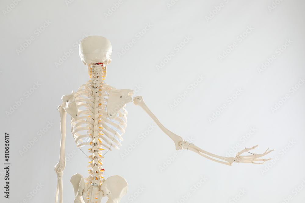 Artificial human skeleton model on white background, back view Artificial human skeleton model on white background, back view