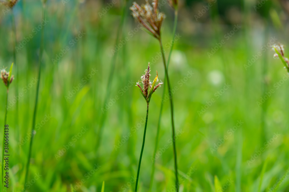 Naturally born nutgrass Naturally born nutgrass