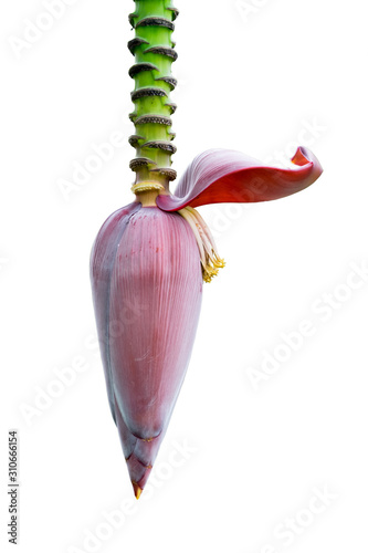 banana blossom isolated on white background. (with Clipping Path Selection) photo