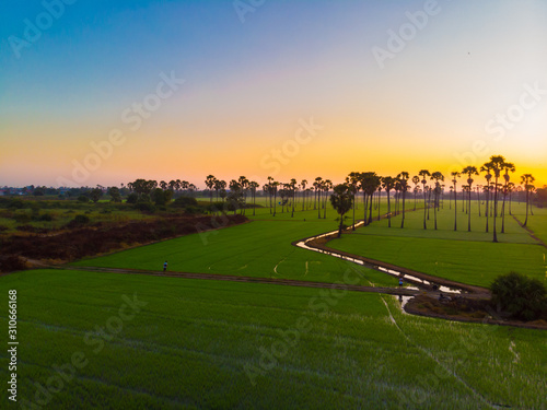 Aerial view sunrise in rice plantation field with sugar palm