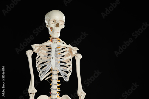 Artificial human skeleton model on black background. Space for text