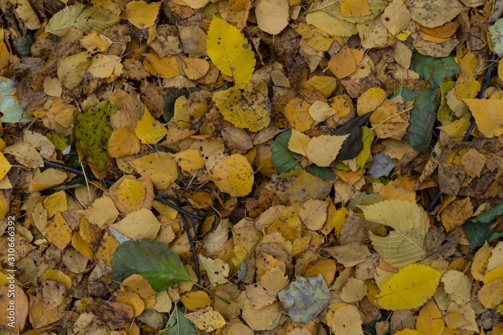 Graphic resources abstract textured walkway background in autumn foliage park