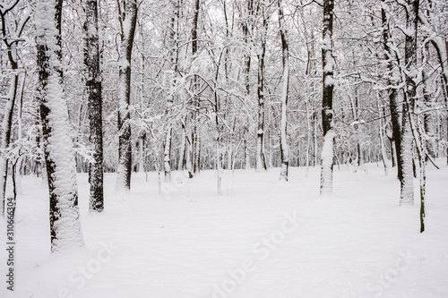 Many trees under snow at the winter time