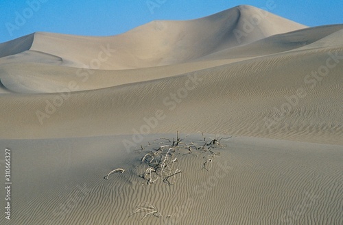Fototapeta Naklejka Na Ścianę i Meble -  Roots in sand dune