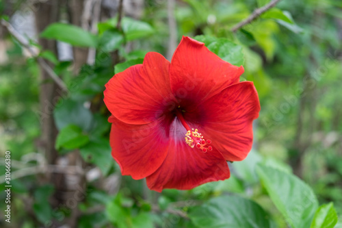 Red hibiscus bloom and stamen sticking out.