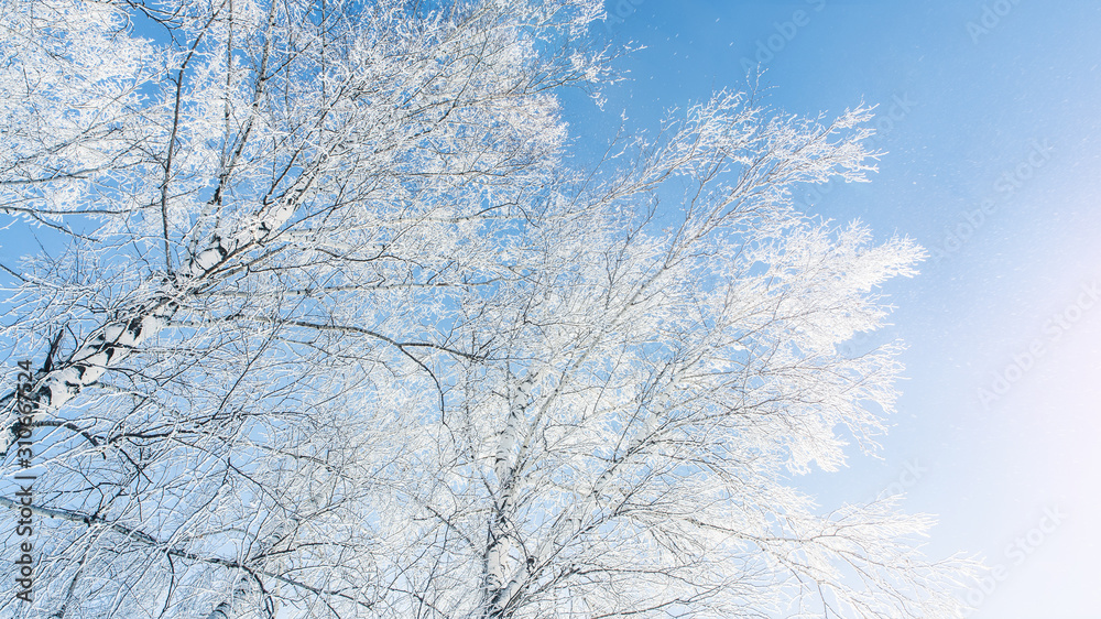  Trees are covered with hoarfrost against the blue sky