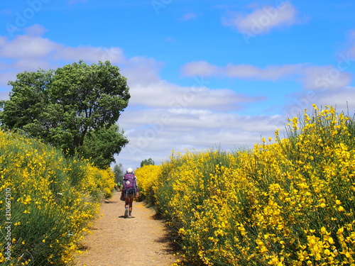 Pilgrim walking through beautiful yellow flowers on the road to Santiago de Compostela, Camino de Santiago, Way of St. James, Carrion de los Condes to Terradillos de los Templarios, French way, Spain