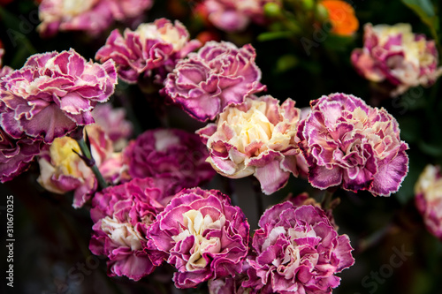 Beautiful bouquet of bright and colorful flowers