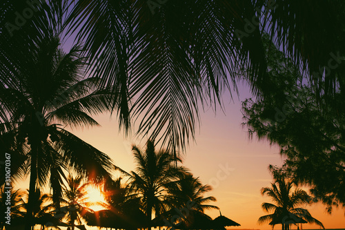 Beautiful coconut palm trees against colorful sunset sky. Nature background. Vacation and travel concept