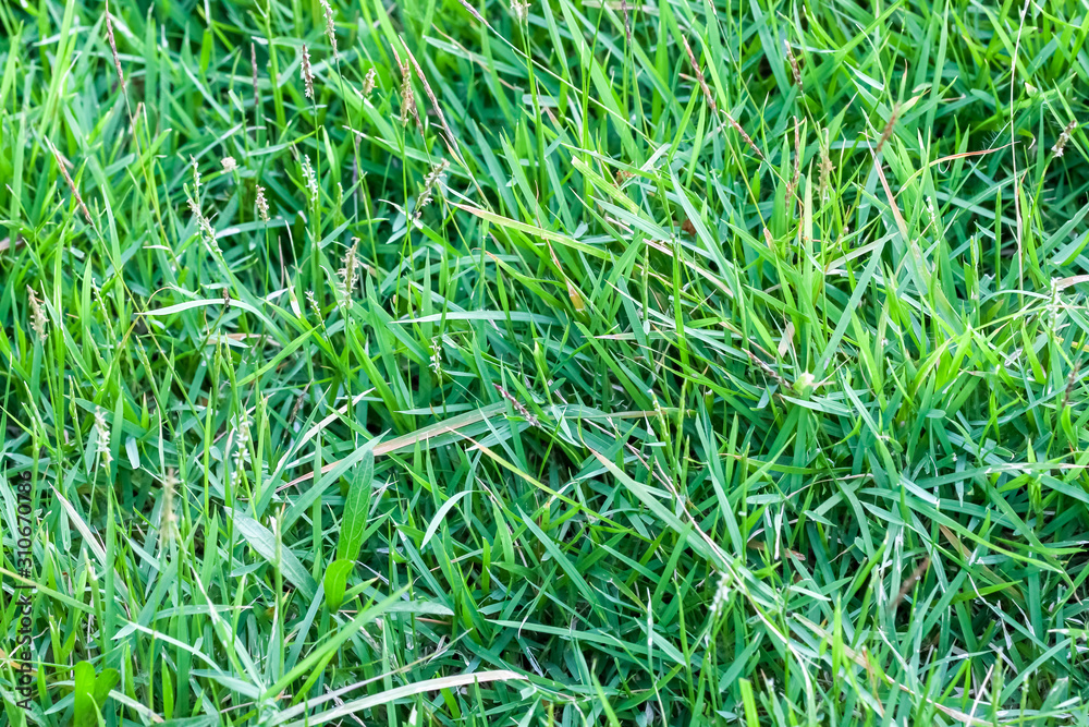 Green grass field background Green grass field background