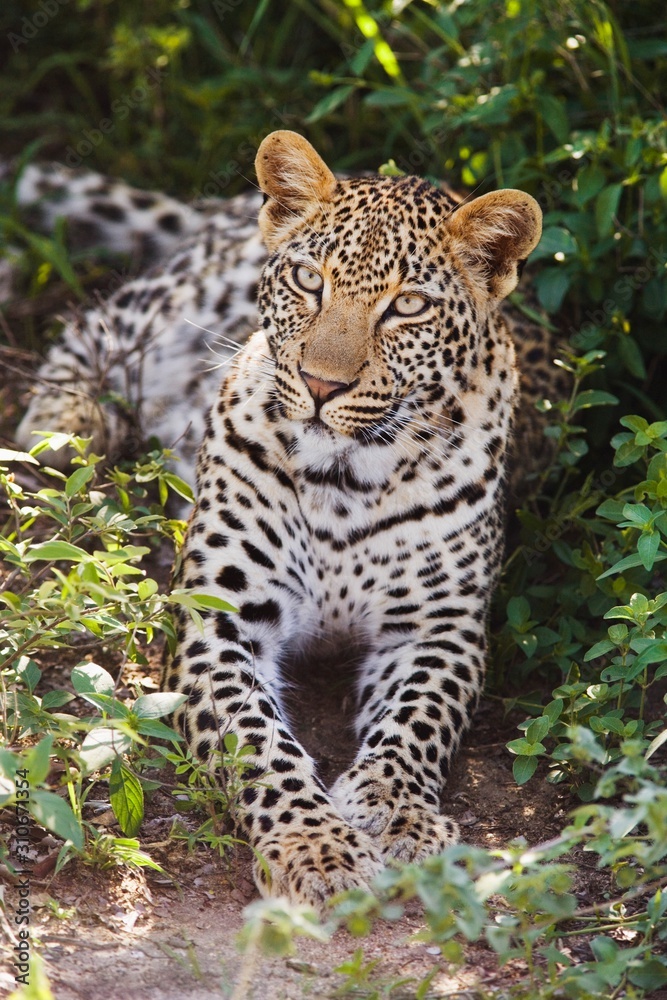 Leopard (Panthera pardus) lying in bushes Leopard (Panthera pardus) lying in bushes