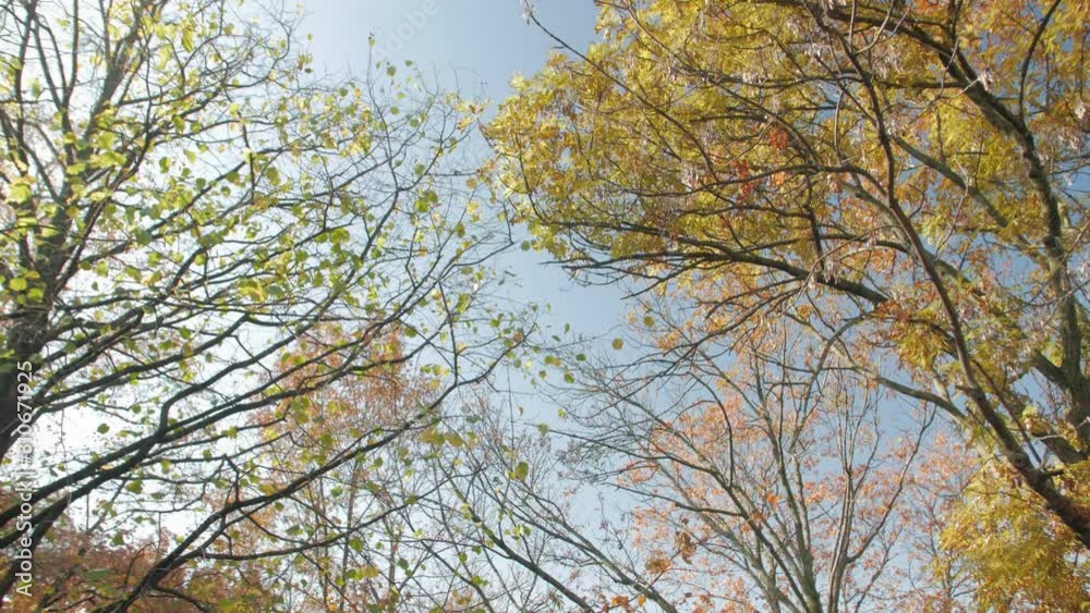 Happy girl walks autumn park yellow foliage positive smiling young woman look up view tilt tracking camera movement Happy girl walks autumn park yellow foliage positive smiling young woman look up view tilt tracking camera movement