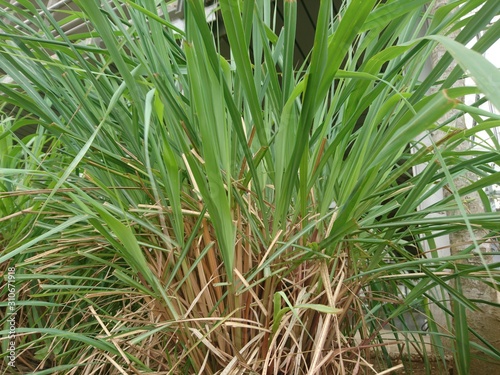 green Cymbopogon nardus or citronella grass in the garden