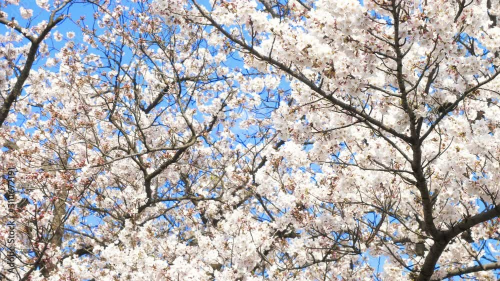 桜の花 桜の花