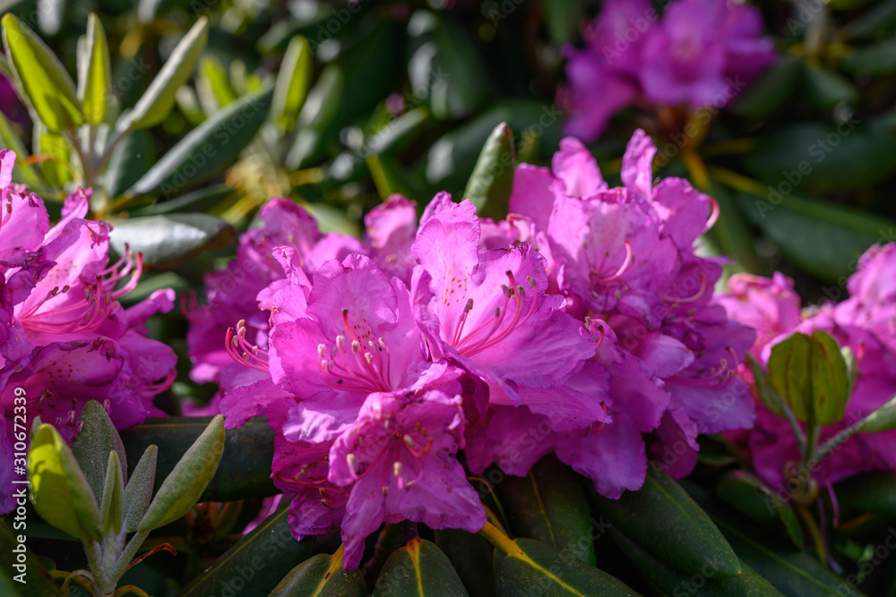 Purple Catawba rhododendron flowers bloom on plant