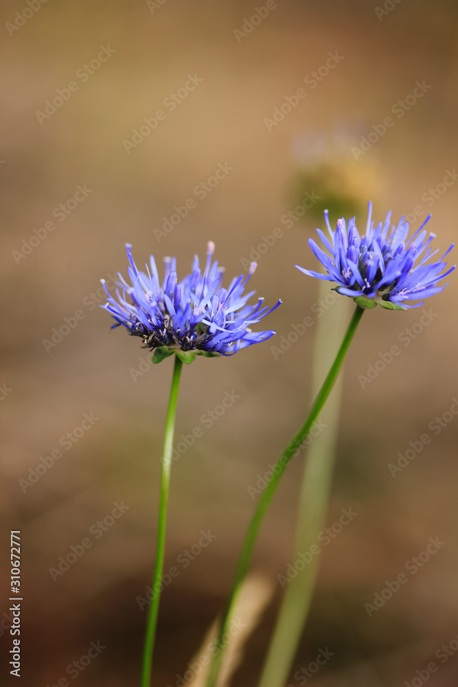 Two saturated blue flowers of Jasione in the field in summer