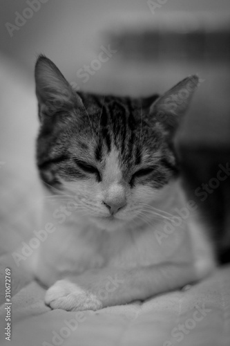 Gatita