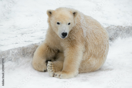 Funny polar bear. Polar bear sitting in a funny pose. white bear. Cute fluffy baby.