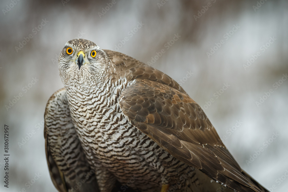 Fototapeta premium Goshawk