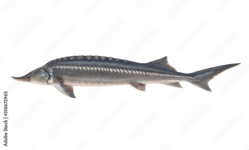 Fresh sturgeon fish isolated on white background Fresh sturgeon fish isolated on white background