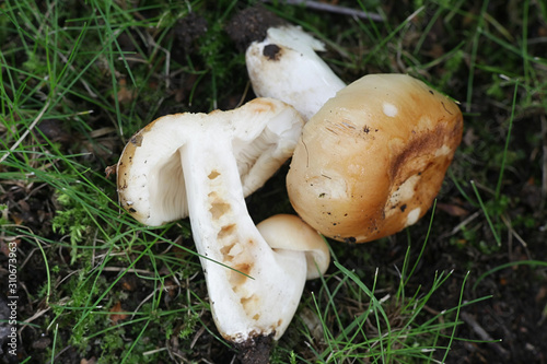 Russula foetens, known as the Stinking Russula or Stinking Brittlegill, wild mushroom from Finland