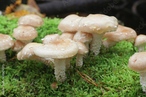 Pholiota lenta, known as slimy scalycap or slimy Pholiota, wild mushrooms from Finland