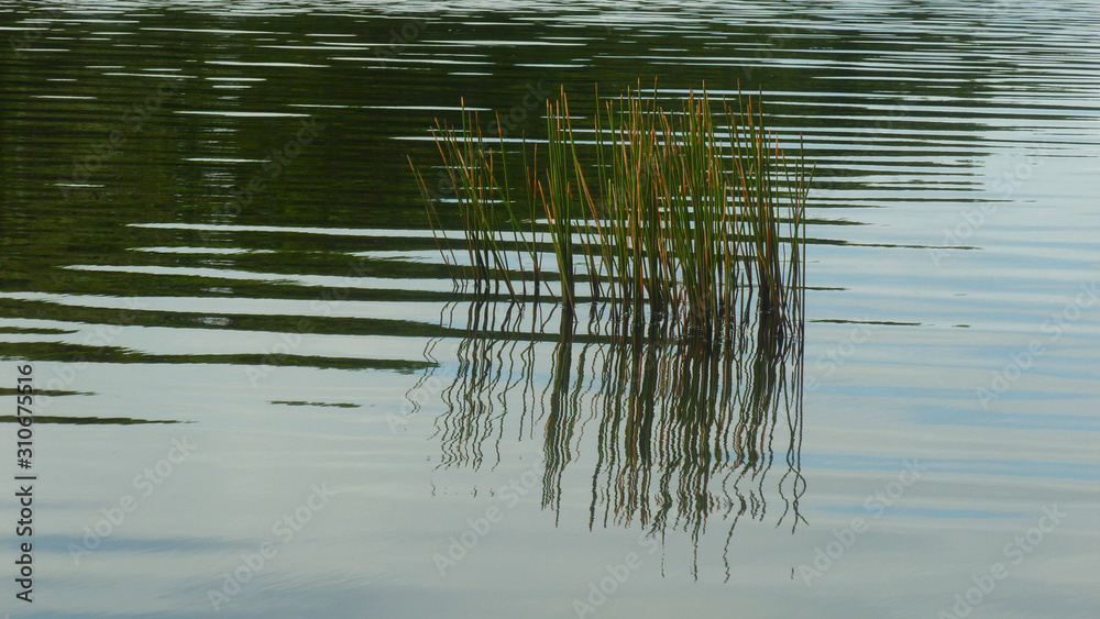 reeds in the lake reeds in the lake