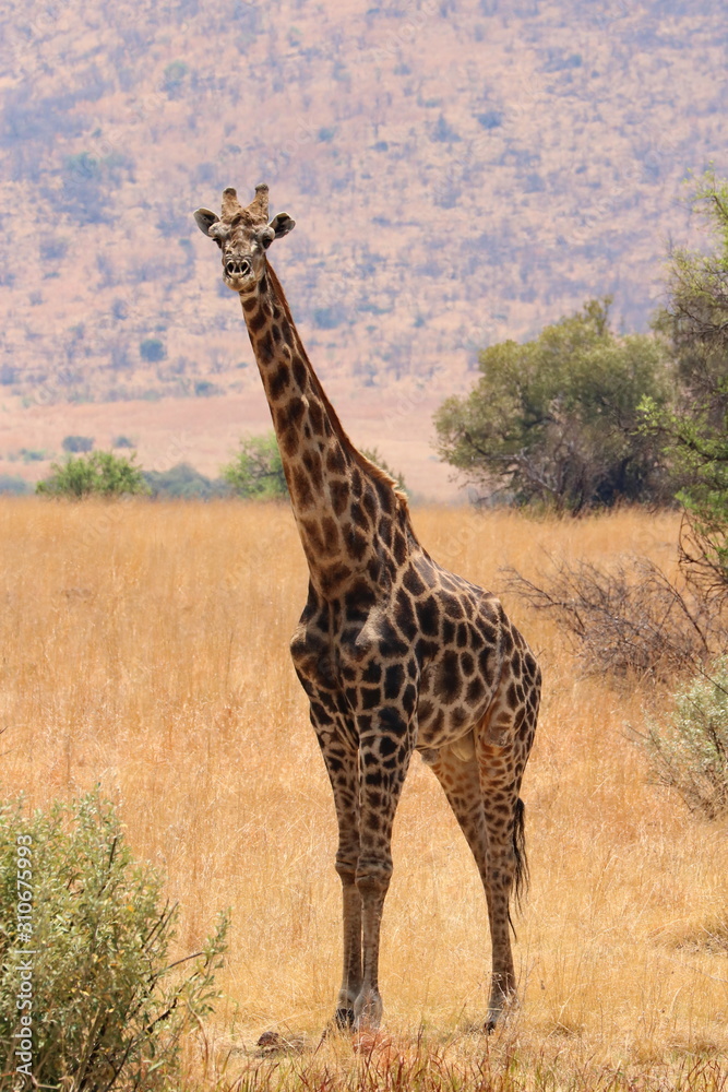Obraz premium Giraffe in Pilanesberg 2491