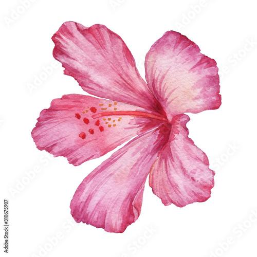 Hibiscus flower on white background. Watercolor drawing. A single flower. Graphics. For illustration, invitation, decor, design, printing.