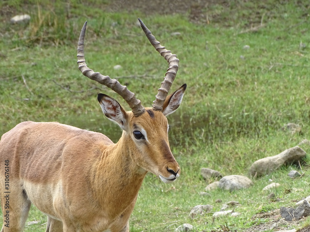 Impala Männchen 252