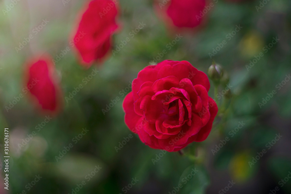 Red rose flower as valentine background Red rose flower as valentine background