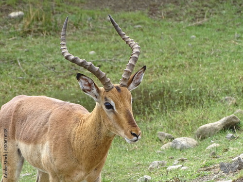 Impala Männchen 252