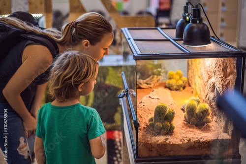 Little kid boy admire big turtles in terrarium through the glass photo