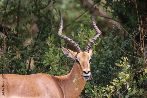 Impala M  nnchen 2498