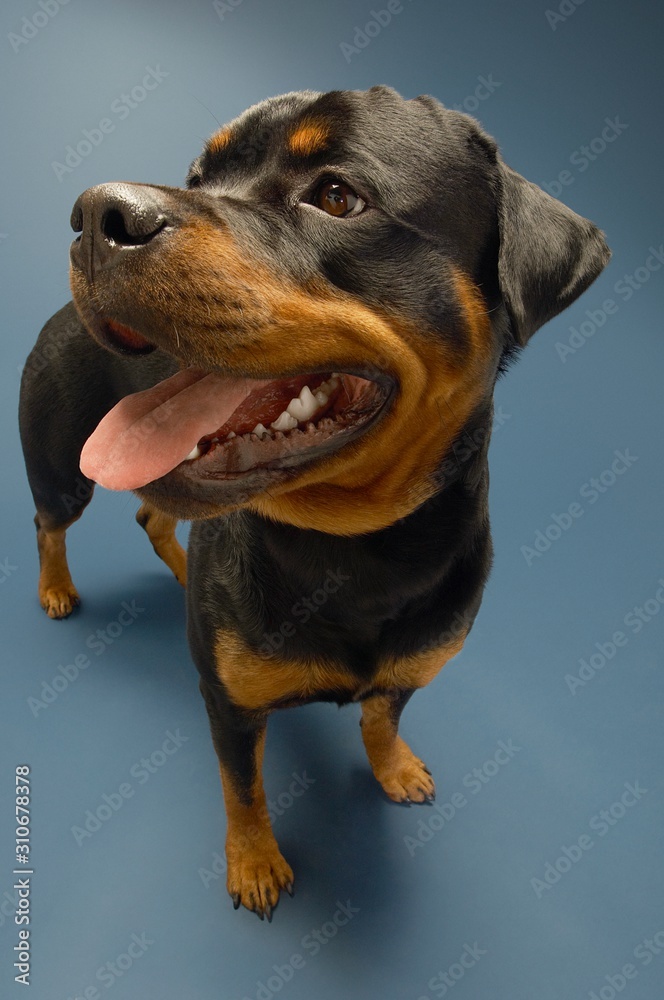 Fototapeta premium Rottweiler Sticking On Tongue