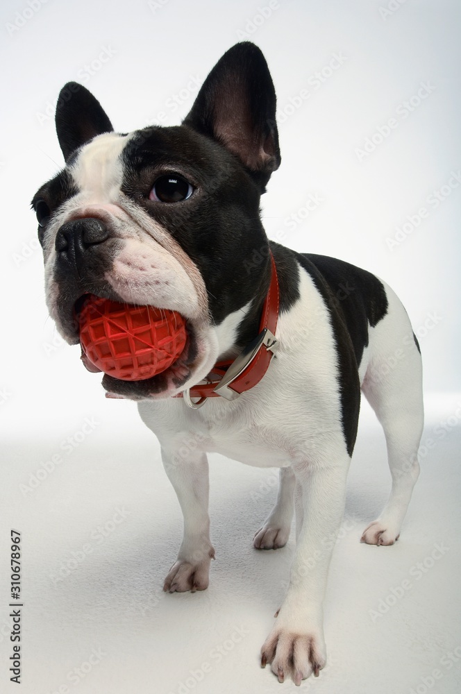 French Bulldog Holding Ball