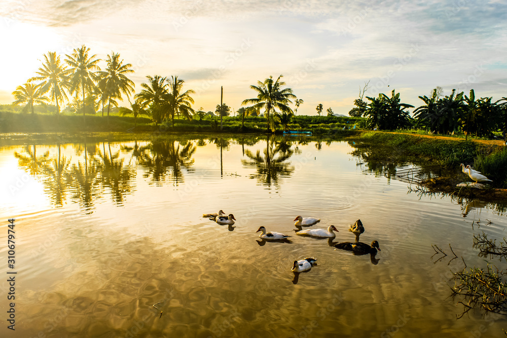 Naklejka premium Ducks