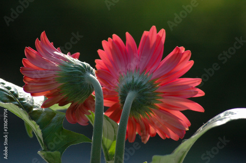 Ταπετσαρία Close up of the backside of red gerbera daisy flowers
