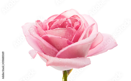 Fototapeta Naklejka Na Ścianę i Meble -  pink rose isolated