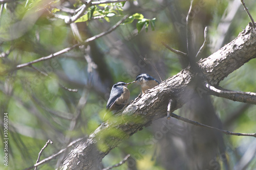 nuthatch on a branch