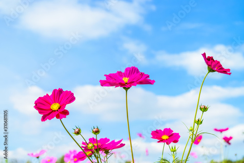 Cosmos flowers