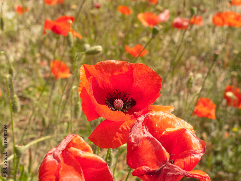 Obraz premium Papaver rhoeas