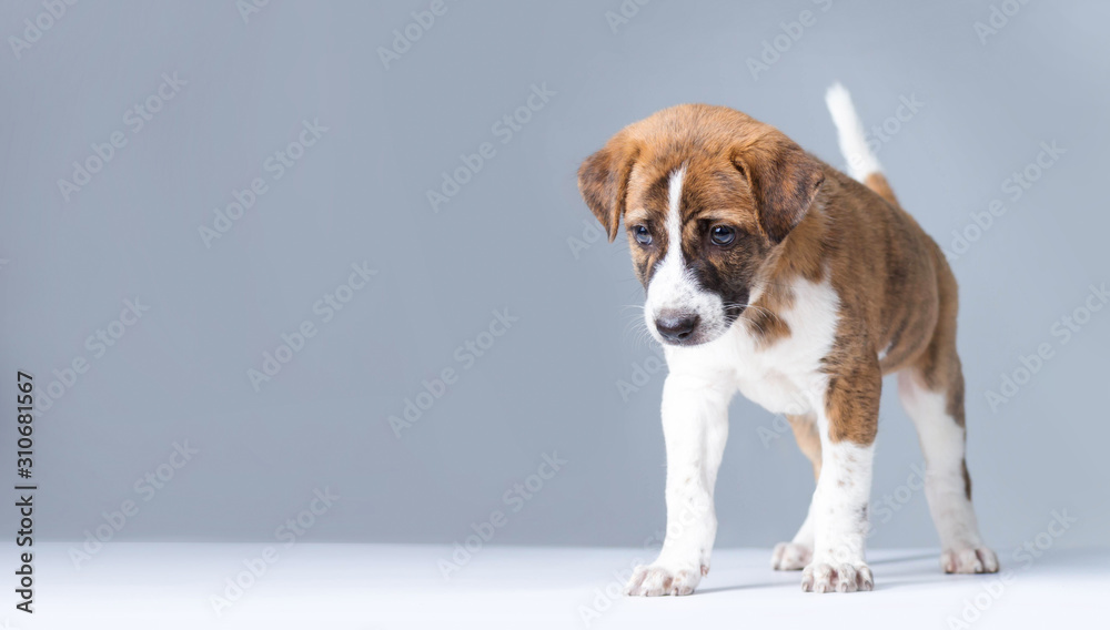 Cute Puppy with paws over - isolated over a gray background Cute Puppy with paws over - isolated over a gray background