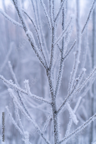 Frost on tree
