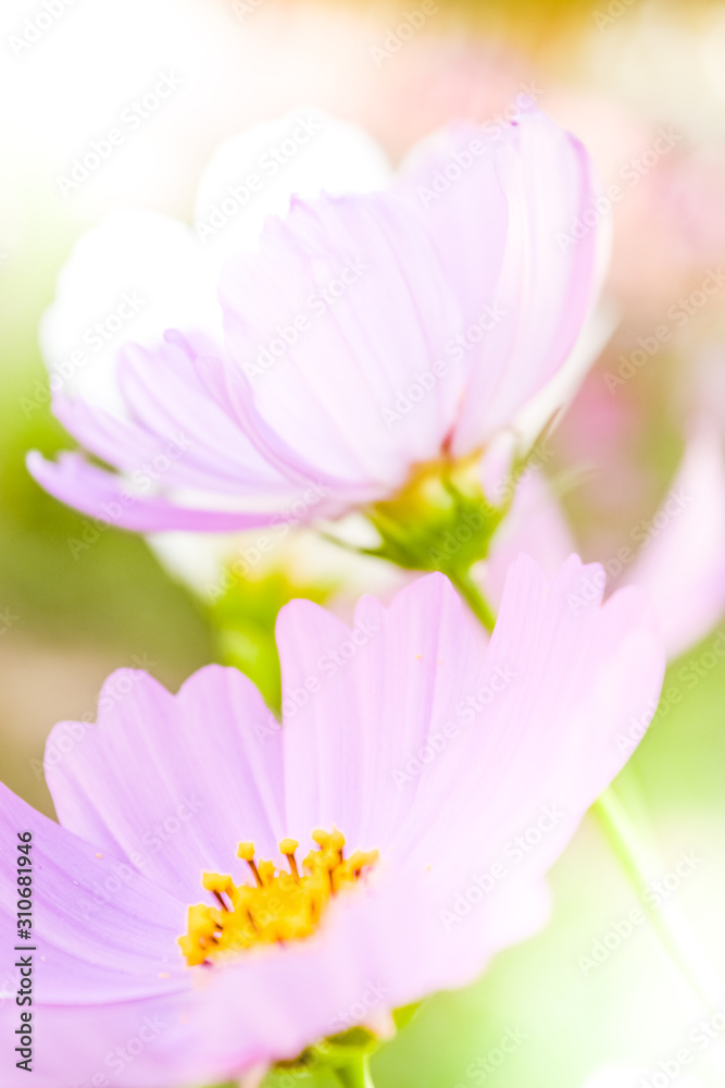 Soft blur of cosmos flowers